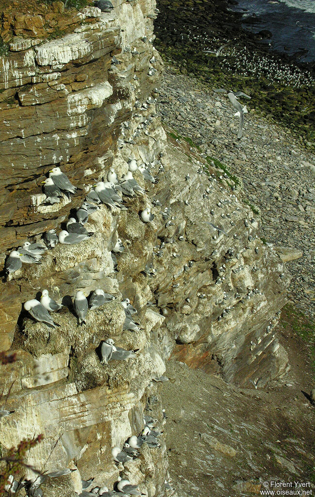 Black-legged Kittiwake, Reproduction-nesting