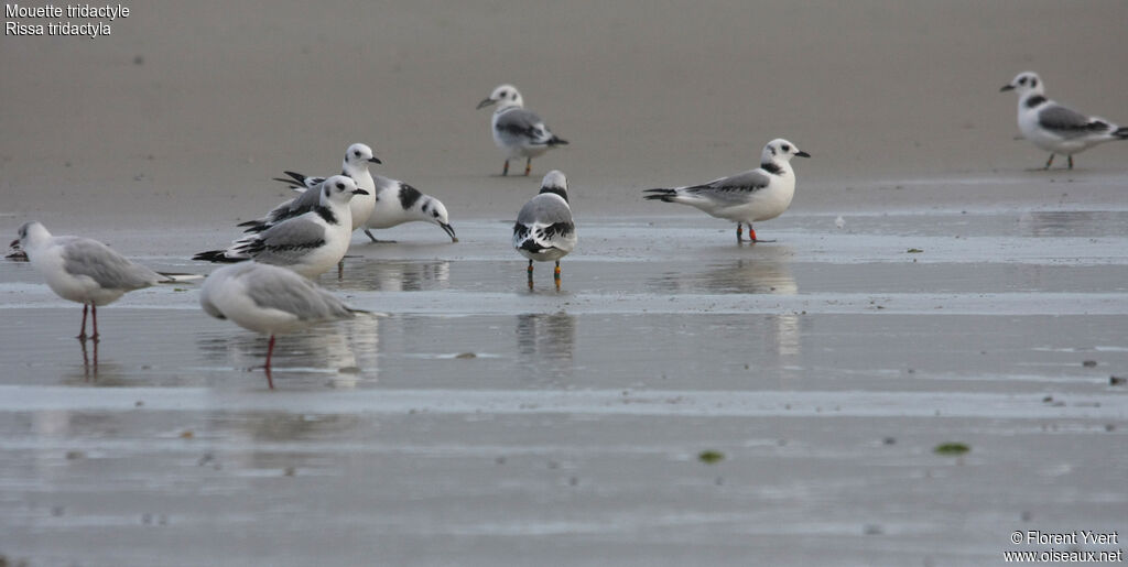 Mouette tridactyle1ère année, identification, Comportement