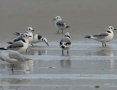 Black-legged Kittiwake