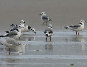 Mouette tridactyle