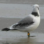 Mouette tridactyle