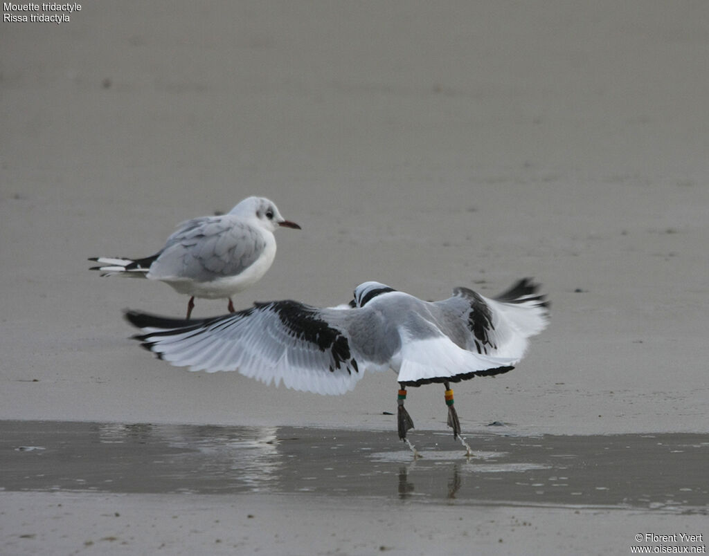 Mouette tridactyle1ère année, Vol