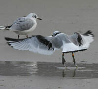 Black-legged Kittiwake