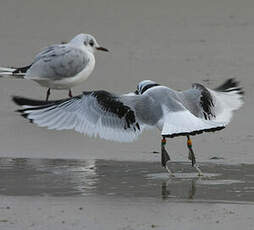 Mouette tridactyle