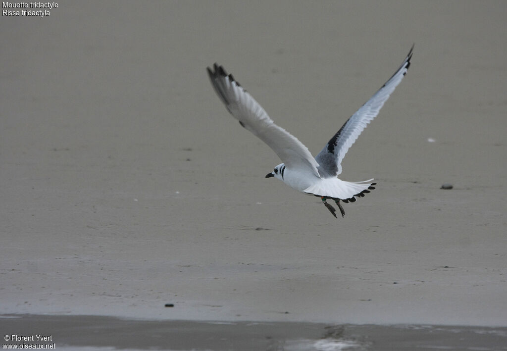 Mouette tridactyle1ère année, Vol