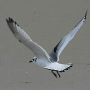 Mouette tridactyle