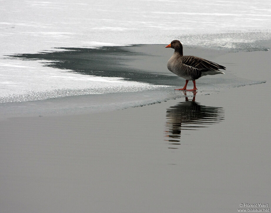 Greylag Gooseadult