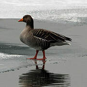 Greylag Goose