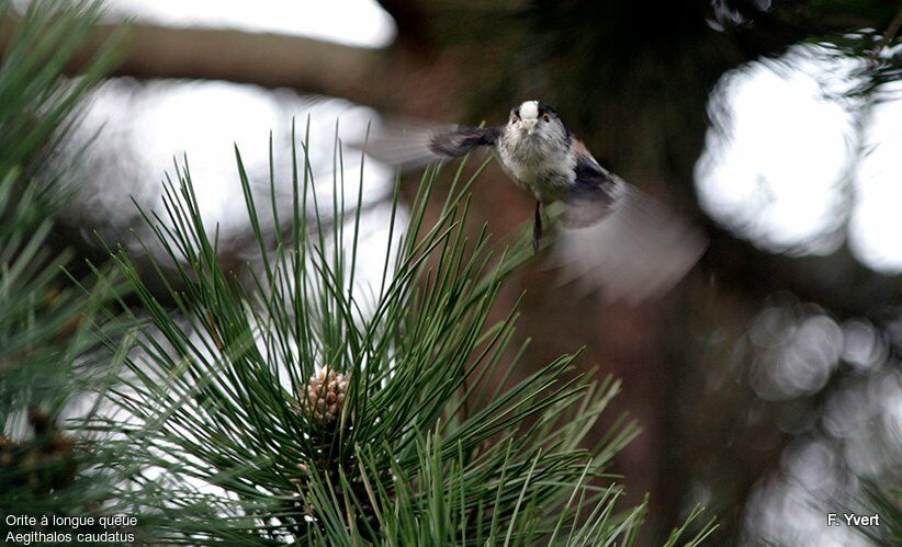 Long-tailed Titadult, Flight, Behaviour