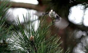 Long-tailed Tit