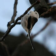 Long-tailed Tit