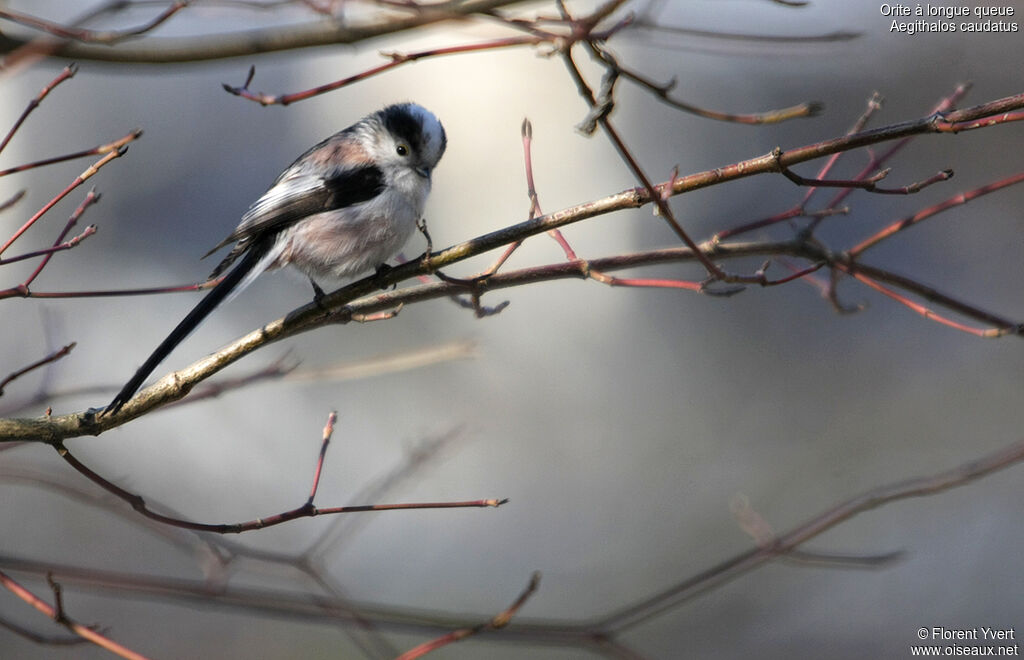 Long-tailed Tit