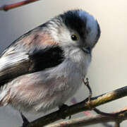 Long-tailed Tit