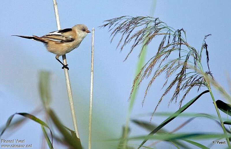 Bearded Reedling female juvenile, identification