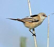 Bearded Reedling