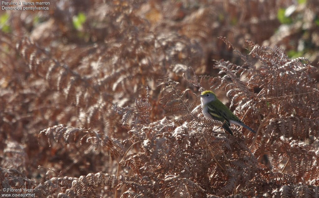 Paruline à flancs marron1ère année, identification, Comportement