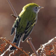 Chestnut-sided Warbler