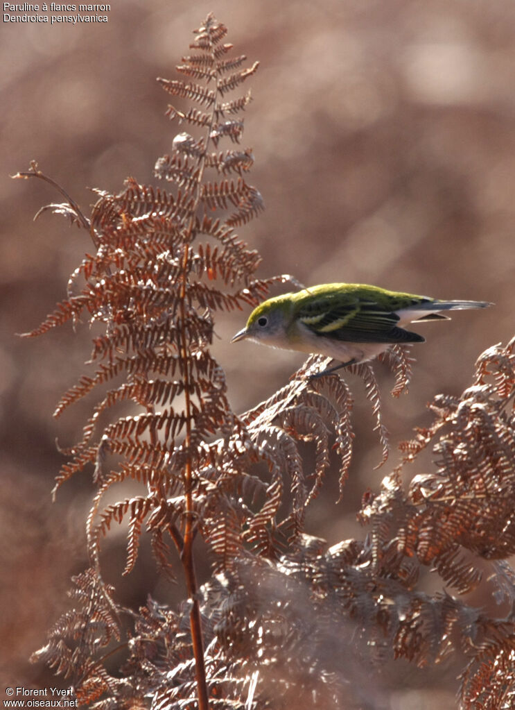 Chestnut-sided WarblerFirst year, identification, Behaviour