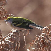 Chestnut-sided Warbler