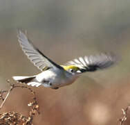 Chestnut-sided Warbler