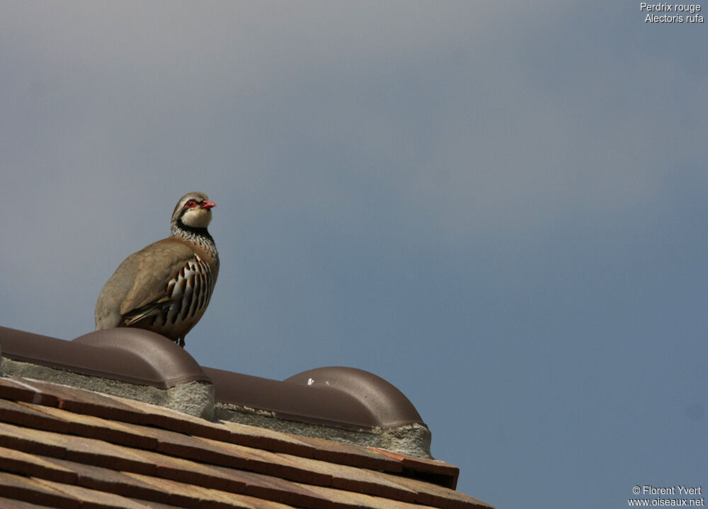 Red-legged Partridgeadult, identification, Behaviour