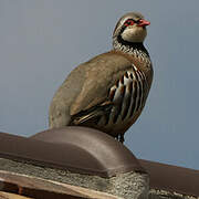 Red-legged Partridge