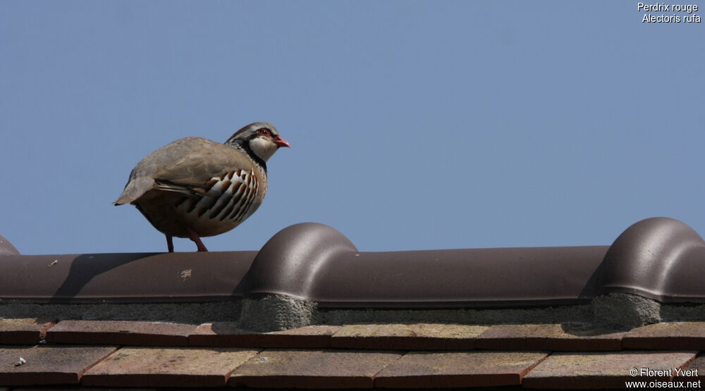 Red-legged Partridgeadult, identification, Behaviour