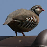 Red-legged Partridge