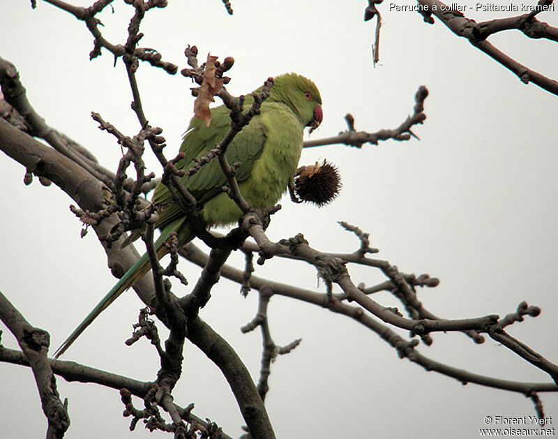 Rose-ringed Parakeet, feeding habits, Behaviour