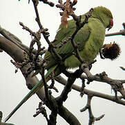 Rose-ringed Parakeet