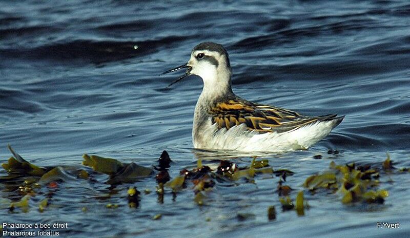 Red-necked Phalarope, identification