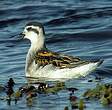 Phalarope à bec étroit