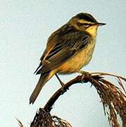 Sedge Warbler