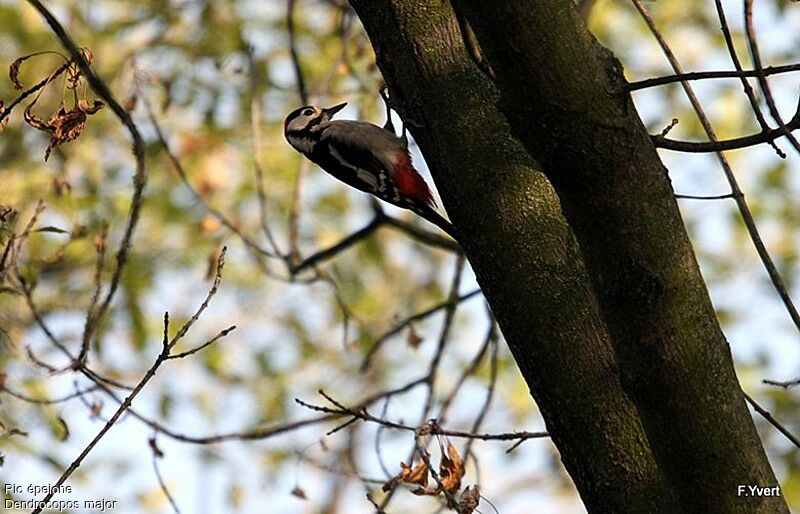 Great Spotted Woodpecker male adult, Behaviour