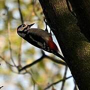 Great Spotted Woodpecker