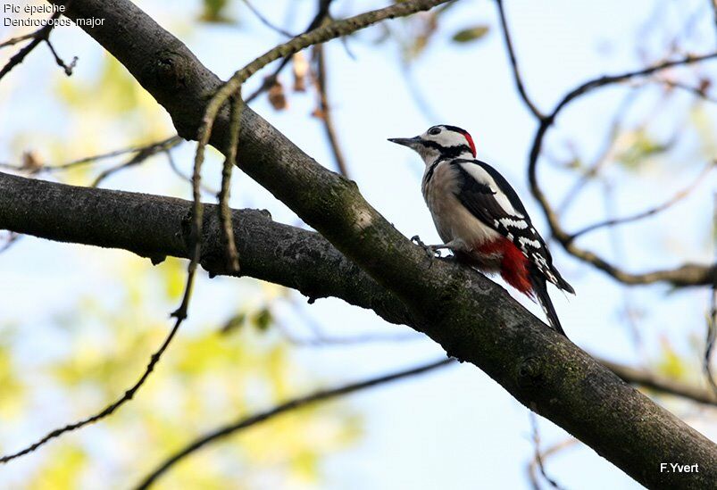 Great Spotted Woodpecker male adult, identification, Behaviour