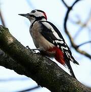 Great Spotted Woodpecker