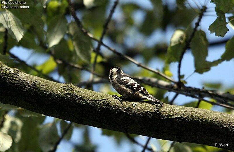 Lesser Spotted Woodpecker female adult, identification