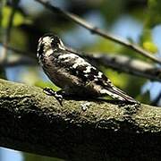 Lesser Spotted Woodpecker