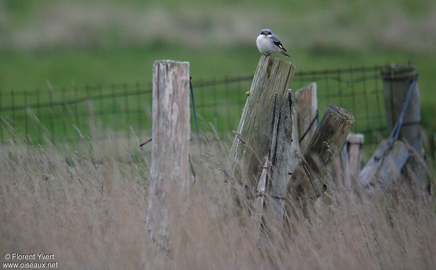 Lesser Grey ShrikeSecond year