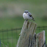 Lesser Grey Shrike