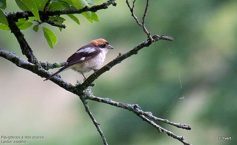 Woodchat Shrike female adult