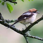 Woodchat Shrike