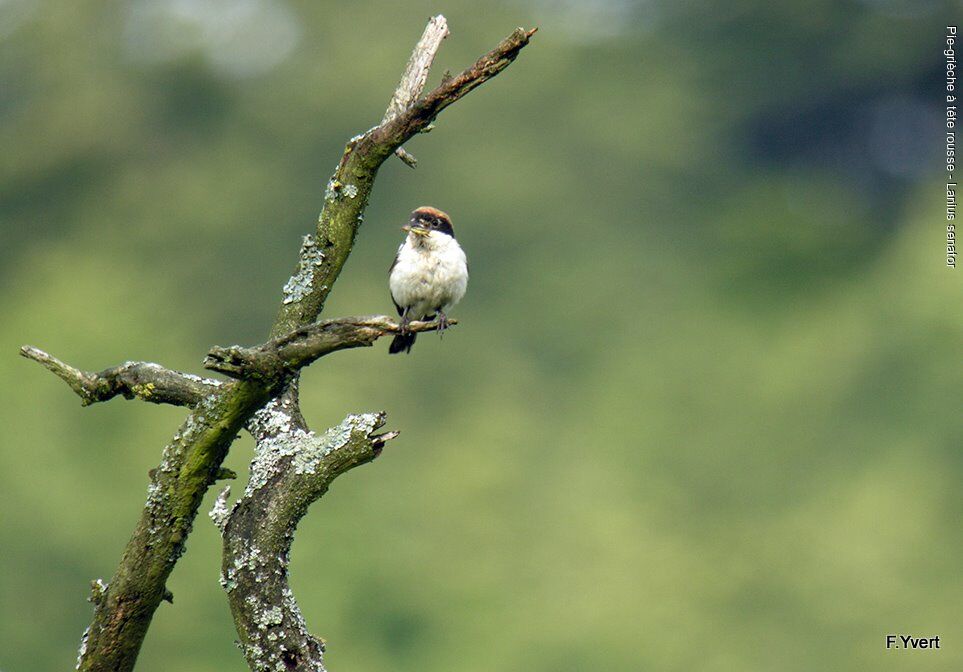 Woodchat Shrikeadult, Reproduction-nesting