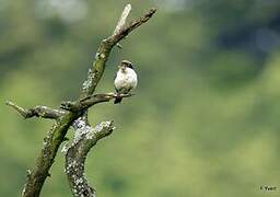 Woodchat Shrike