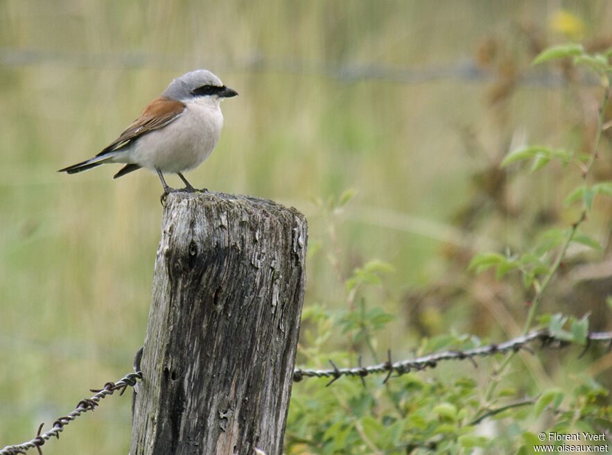 Red-backed Shrike male adult