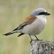 Red-backed Shrike