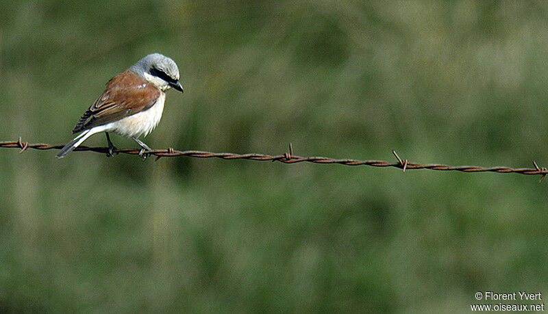 Red-backed Shrike male adult