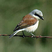 Red-backed Shrike