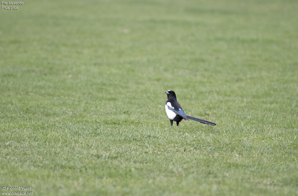 Eurasian Magpie